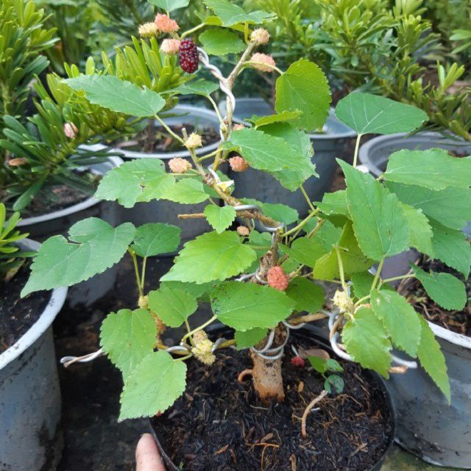 4 kiêng kỵ khi trồng cây trước cửa, làm đúng tài lộc chảy ào ào vào nhà, vận xui tránh xa - 4