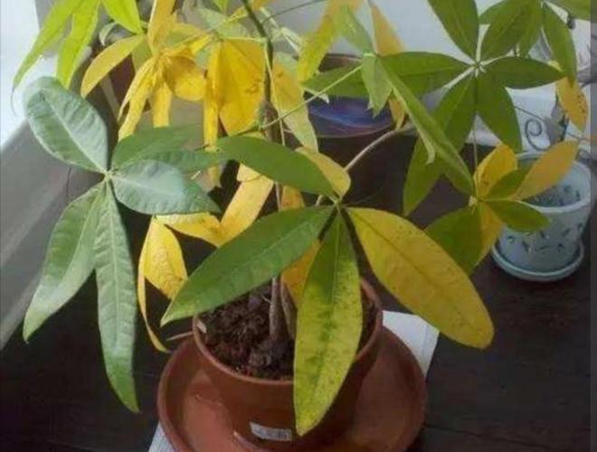 Cây kim ngân thối rễ đừng vứt vội, làm ngay điều này, rễ mới sẽ nhanh chóng mọc trở lại - 2