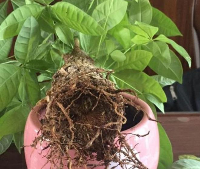 Cây kim ngân thối rễ đừng vứt vội, làm ngay điều này, rễ mới sẽ nhanh chóng mọc trở lại - 1