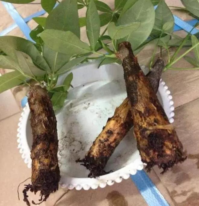 Cây kim ngân thối rễ đừng vứt vội, làm ngay điều này, rễ mới sẽ nhanh chóng mọc trở lại - 3