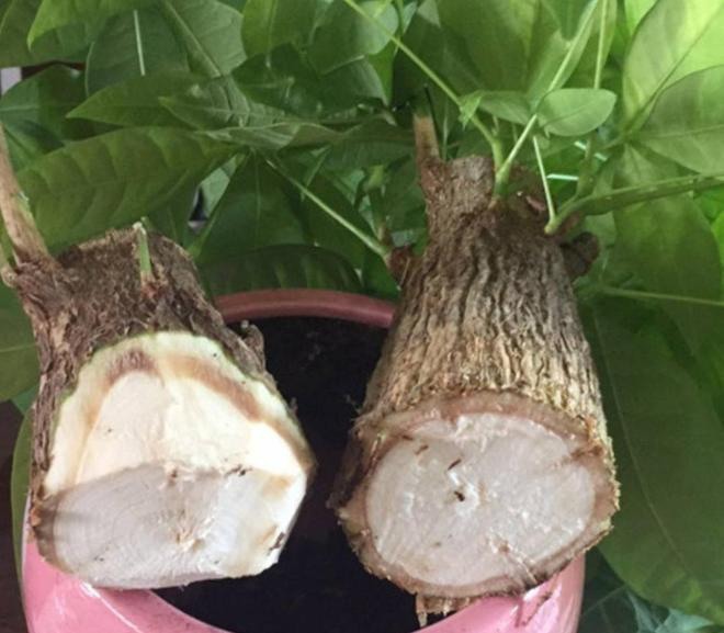 Cây kim ngân thối rễ đừng vứt vội, làm ngay điều này, rễ mới sẽ nhanh chóng mọc trở lại - 4