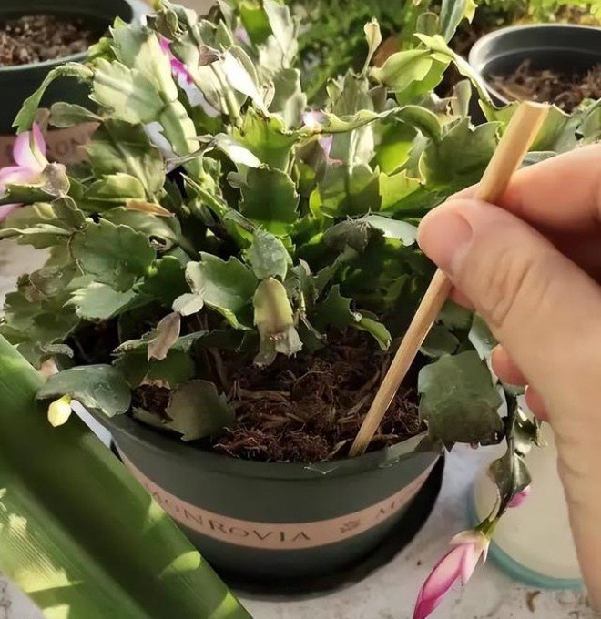 Đũa cũ đừng vội vứt đi, chỉ cần sửa sang một chút cả gia đình đều có thể dùng được - 5