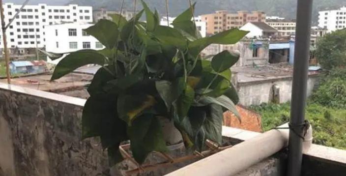 Đũa cũ đừng vội vứt đi, chỉ cần sửa sang một chút cả gia đình đều có thể dùng được - 3
