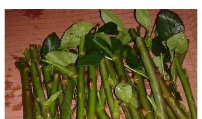 Chai nhựa là "bảo bối" trong việc trồng cây, chỉ người thông minh mới nghĩ ra 3 cách này - 1