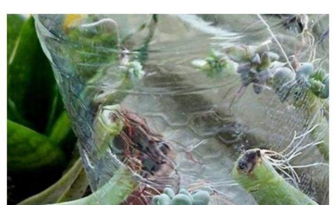 Chai nhựa là "bảo bối" trong việc trồng cây, chỉ người thông minh mới nghĩ ra 3 cách này - 4