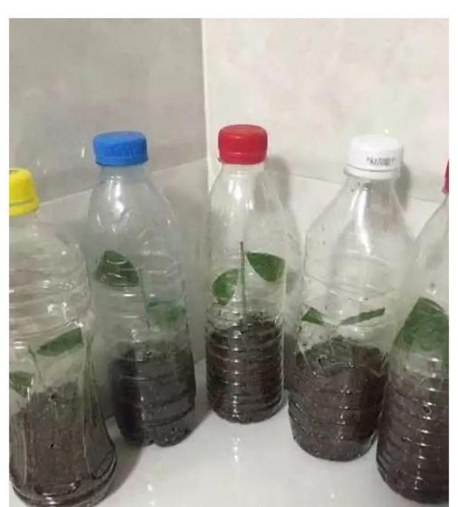 Chai nhựa là "bảo bối" trong việc trồng cây, chỉ người thông minh mới nghĩ ra 3 cách này - 2