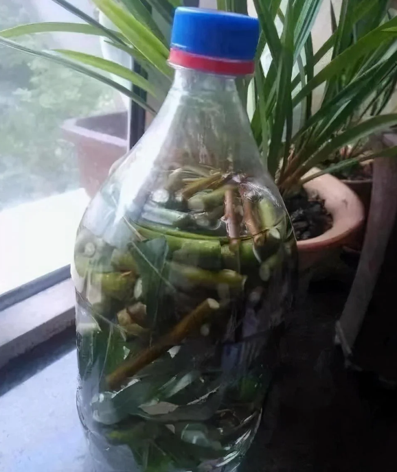 Bỏ 3 thứ nhỏ này vào chậu hoa giúp cản gió giữ ấm, trời lạnh đến đâu hoa cũng không sợ - 2