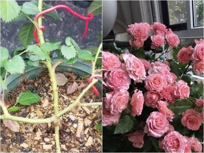 Hóa ra cây không nở hoa là do thiếu thứ này, nhanh chóng bù lại, hai tuần nở đầy chậu - 1