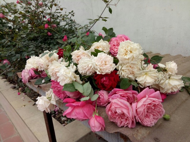 Hóa ra cây không nở hoa là do thiếu thứ này, nhanh chóng bù lại, hai tuần nở đầy chậu - 3