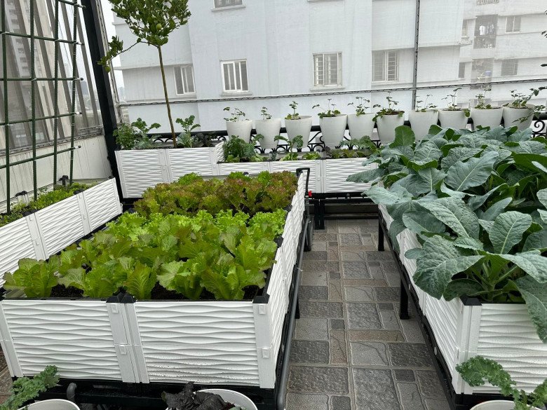 Nữ CEO chi 200 triệu trồng rau sân thượng, khu vườn 30m2 được khen &#34;đáng đồng tiền bát gạo&#34; - 5