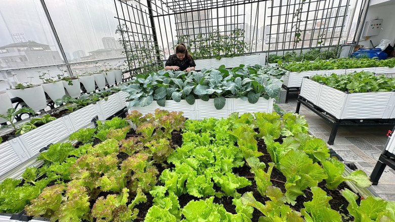 Nữ CEO chi 200 triệu trồng rau sân thượng, khu vườn 30m2 được khen &#34;đáng đồng tiền bát gạo&#34; - 6
