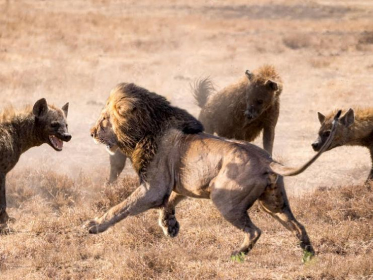 Sư tử, báo đốm bị "đội quân" linh cẩu truy sát kinh hoàng