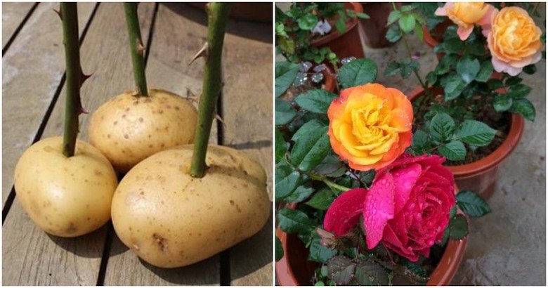 Loại “bùn” này còn tốt hơn cả nước vo gạo, nửa năm không bón phân hoa vẫn tươi tốt - 3