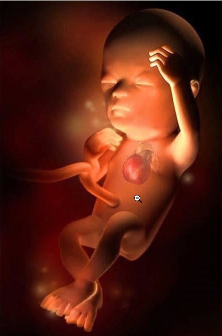 Ngắm bộ ảnh tuyệt đẹp về sự phát triển của thai nhi qua từng tuần để thấy sự kỳ diệu của tạo hóa - 14