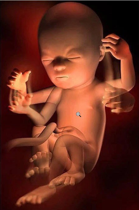 Ngắm bộ ảnh tuyệt đẹp về sự phát triển của thai nhi qua từng tuần để thấy sự kỳ diệu của tạo hóa - 18