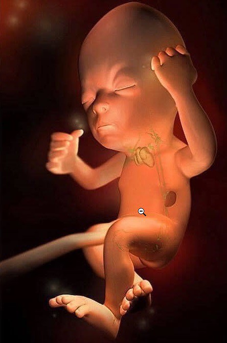 Ngắm bộ ảnh tuyệt đẹp về sự phát triển của thai nhi qua từng tuần để thấy sự kỳ diệu của tạo hóa - 26