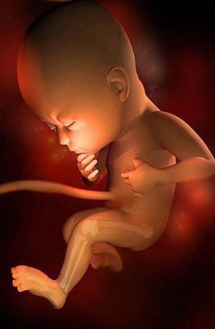Ngắm bộ ảnh tuyệt đẹp về sự phát triển của thai nhi qua từng tuần để thấy sự kỳ diệu của tạo hóa - 29