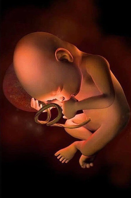 Ngắm bộ ảnh tuyệt đẹp về sự phát triển của thai nhi qua từng tuần để thấy sự kỳ diệu của tạo hóa - 30