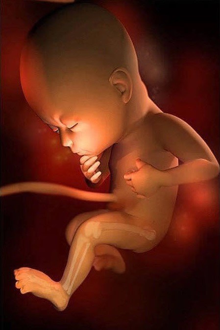 Ngắm bộ ảnh tuyệt đẹp về sự phát triển của thai nhi qua từng tuần để thấy sự kỳ diệu của tạo hóa - 31