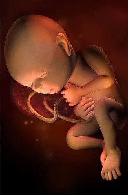 Ngắm bộ ảnh tuyệt đẹp về sự phát triển của thai nhi qua từng tuần để thấy sự kỳ diệu của tạo hóa - 32