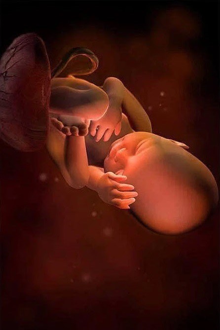 Ngắm bộ ảnh tuyệt đẹp về sự phát triển của thai nhi qua từng tuần để thấy sự kỳ diệu của tạo hóa - 34