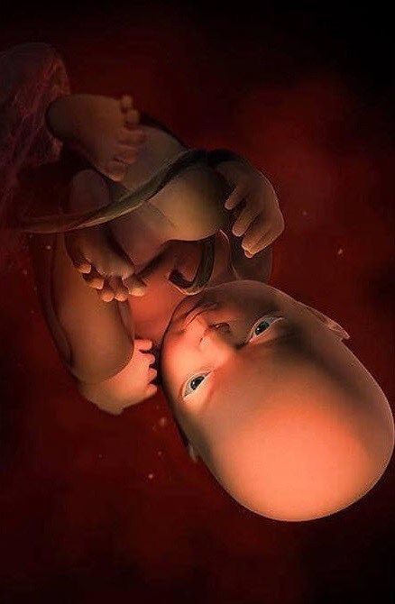 Ngắm bộ ảnh tuyệt đẹp về sự phát triển của thai nhi qua từng tuần để thấy sự kỳ diệu của tạo hóa - 35