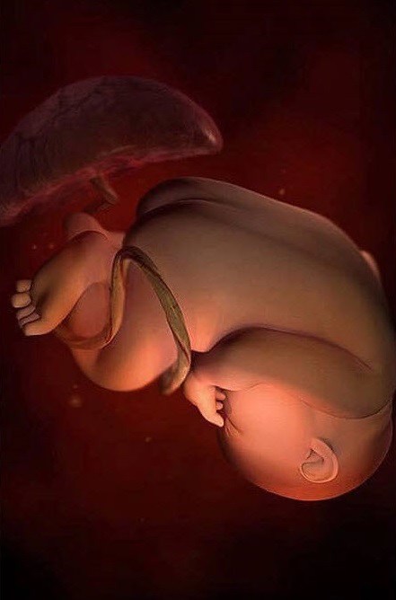 Ngắm bộ ảnh tuyệt đẹp về sự phát triển của thai nhi qua từng tuần để thấy sự kỳ diệu của tạo hóa - 36