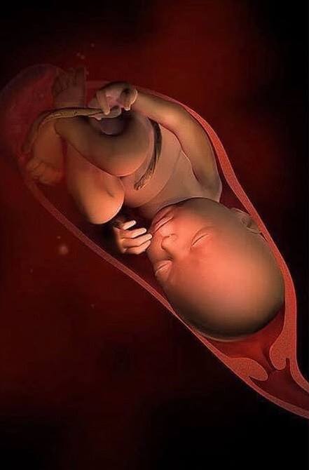 Ngắm bộ ảnh tuyệt đẹp về sự phát triển của thai nhi qua từng tuần để thấy sự kỳ diệu của tạo hóa - 37