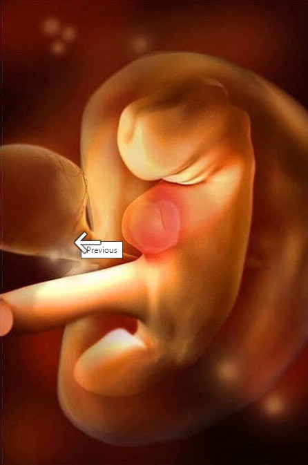 Ngắm bộ ảnh tuyệt đẹp về sự phát triển của thai nhi qua từng tuần để thấy sự kỳ diệu của tạo hóa - 5