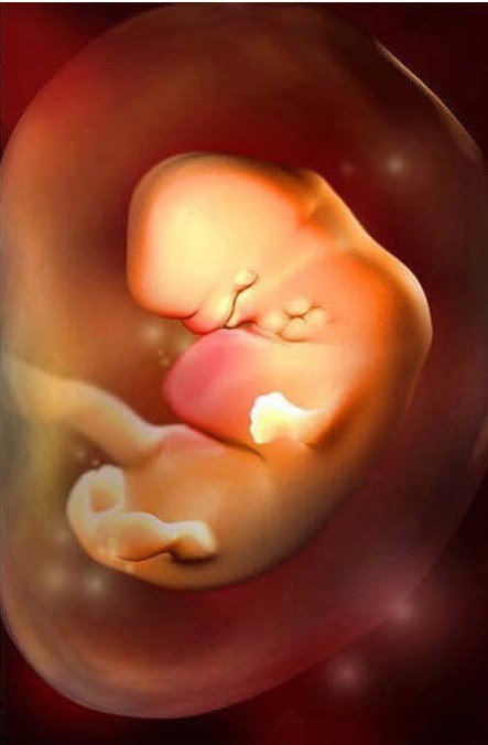 Ngắm bộ ảnh tuyệt đẹp về sự phát triển của thai nhi qua từng tuần để thấy sự kỳ diệu của tạo hóa - 6