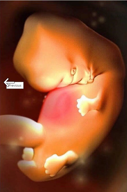 Ngắm bộ ảnh tuyệt đẹp về sự phát triển của thai nhi qua từng tuần để thấy sự kỳ diệu của tạo hóa - 7