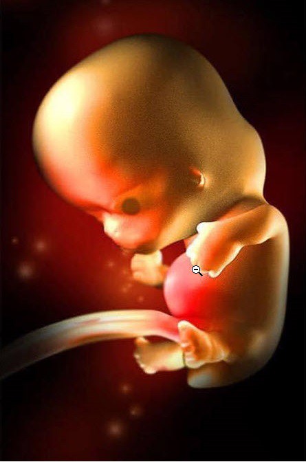 Ngắm bộ ảnh tuyệt đẹp về sự phát triển của thai nhi qua từng tuần để thấy sự kỳ diệu của tạo hóa - 8