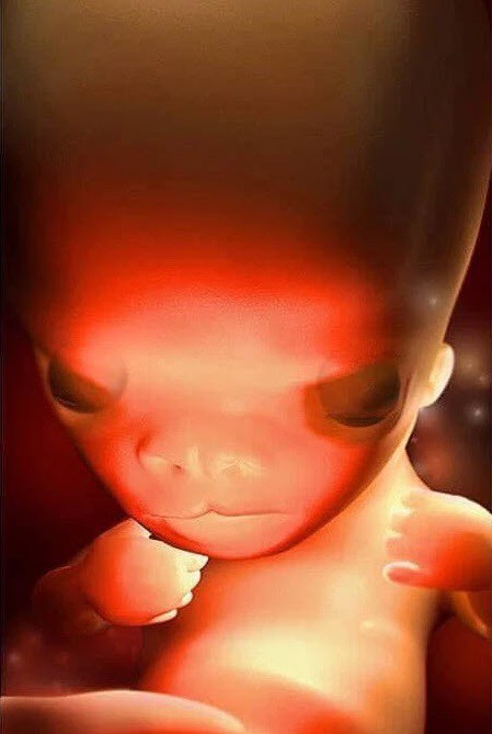 Ngắm bộ ảnh tuyệt đẹp về sự phát triển của thai nhi qua từng tuần để thấy sự kỳ diệu của tạo hóa - 9