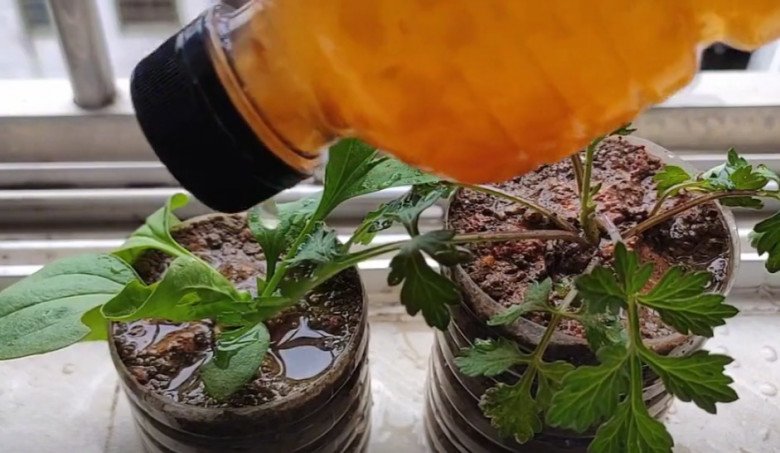 Táo thối hỏng đừng vội vứt, cho vào chai nhựa rồi giã nhỏ, “rác” sẽ thành “báu vật” - 6