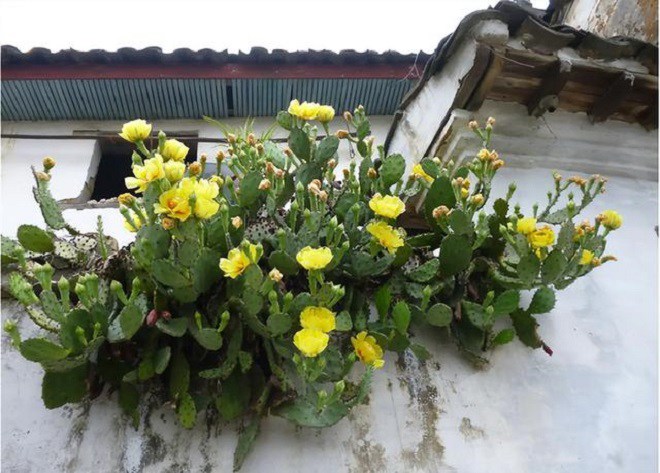 Nhà giàu thường trồng 3 loại hoa này, vừa sang vừa đẹp lại chống được trộm, không lo mất đồ - 2