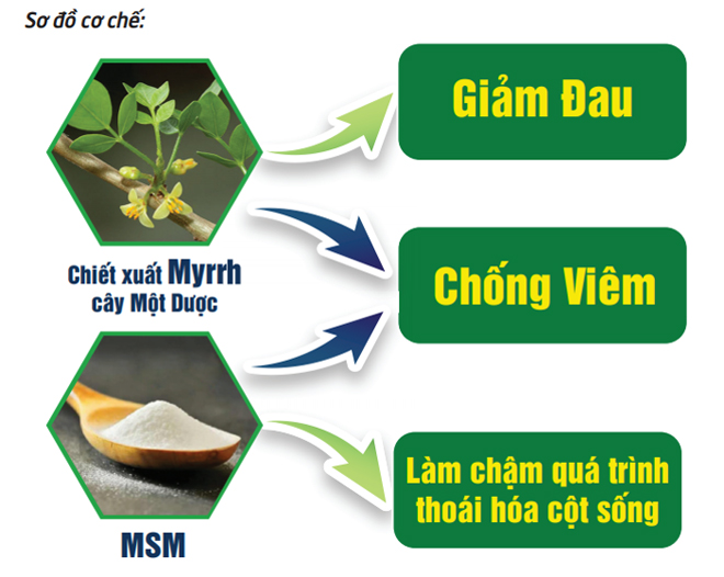 Viện nghiên cứu Mylan Ý công bố thảo dược cho người đau lưng, thoái hóa cột sống  - 6