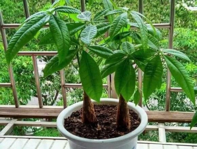 Loại &#34;nước thần&#34; này mạnh hơn cả phân bón, cho hoa ăn một chút nụ sẽ bung ra - 4