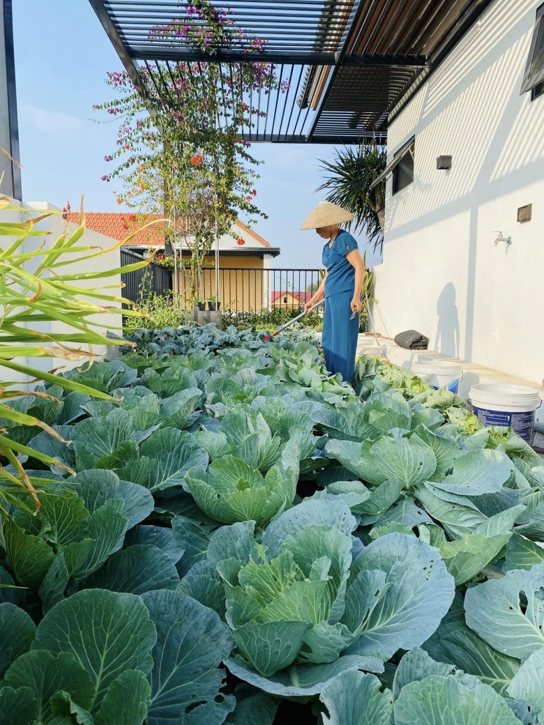 Khuân đất lên sân thượng trồng rau cho đỡ buồn, chỉ 5 triệu cô giáo mầm non có rau ăn quanh năm không hết - 1