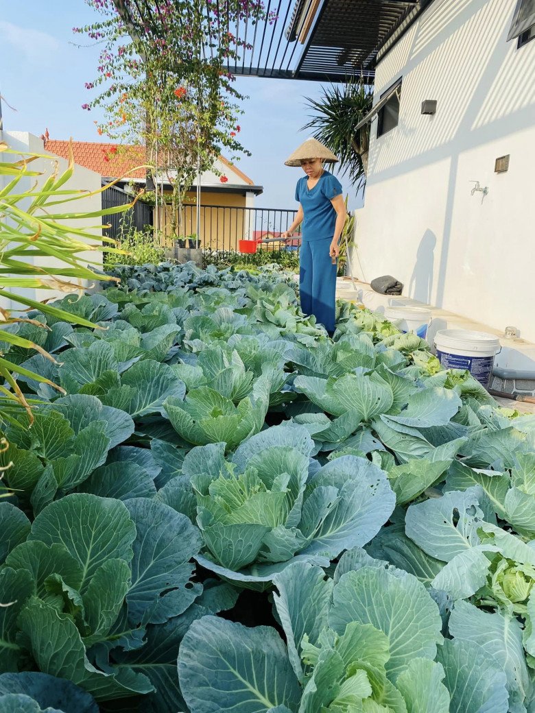Khuân đất lên sân thượng trồng rau cho đỡ buồn, chỉ 5 triệu cô giáo mầm non có rau ăn quanh năm không hết - 2