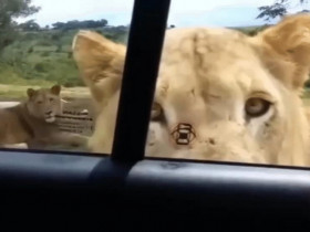 Sư tử truy đuổi, mở cửa, tấn công ô tô khiến du khách khiếp vía