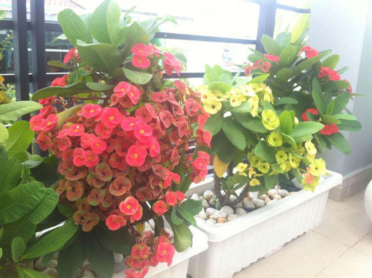 4 loại hoa thích “ngược đãi”, càng ít chăm bẵm càng tươi tốt, hoa nở sum suê - 3