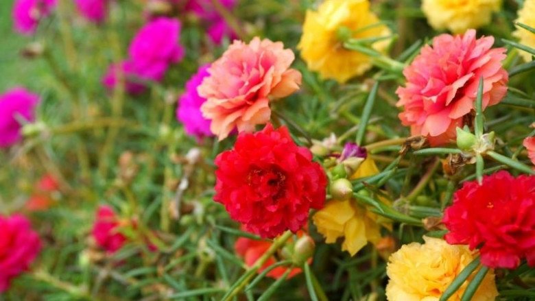 4 loại hoa thích “ngược đãi”, càng ít chăm bẵm càng tươi tốt, hoa nở sum suê - 2
