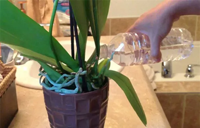 Mì chính là trợ thủ đắc lực trong việc trồng cây, nhất là hoa lan và hoa hồng - 2