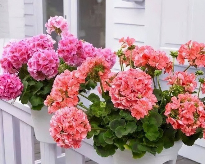 Người sức khỏe yếu không nên trồng 3 loại hoa này trong nhà, đây không phải mê tín - 4