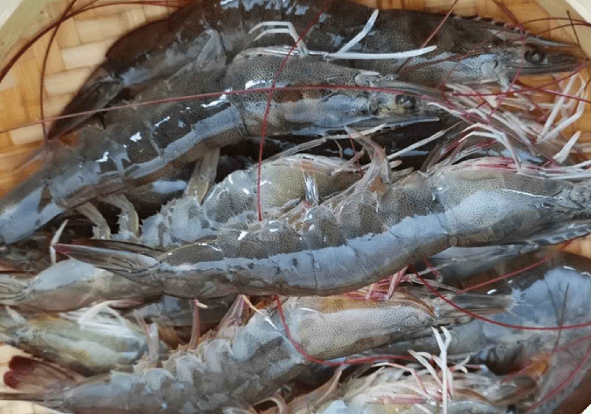 Luộc tôm đừng dùng hành, gừng để khử tanh, chỉ cần thêm vài hạt này tôm chín đỏ au, thơm lừng mà không hề có mùi lạ - 7