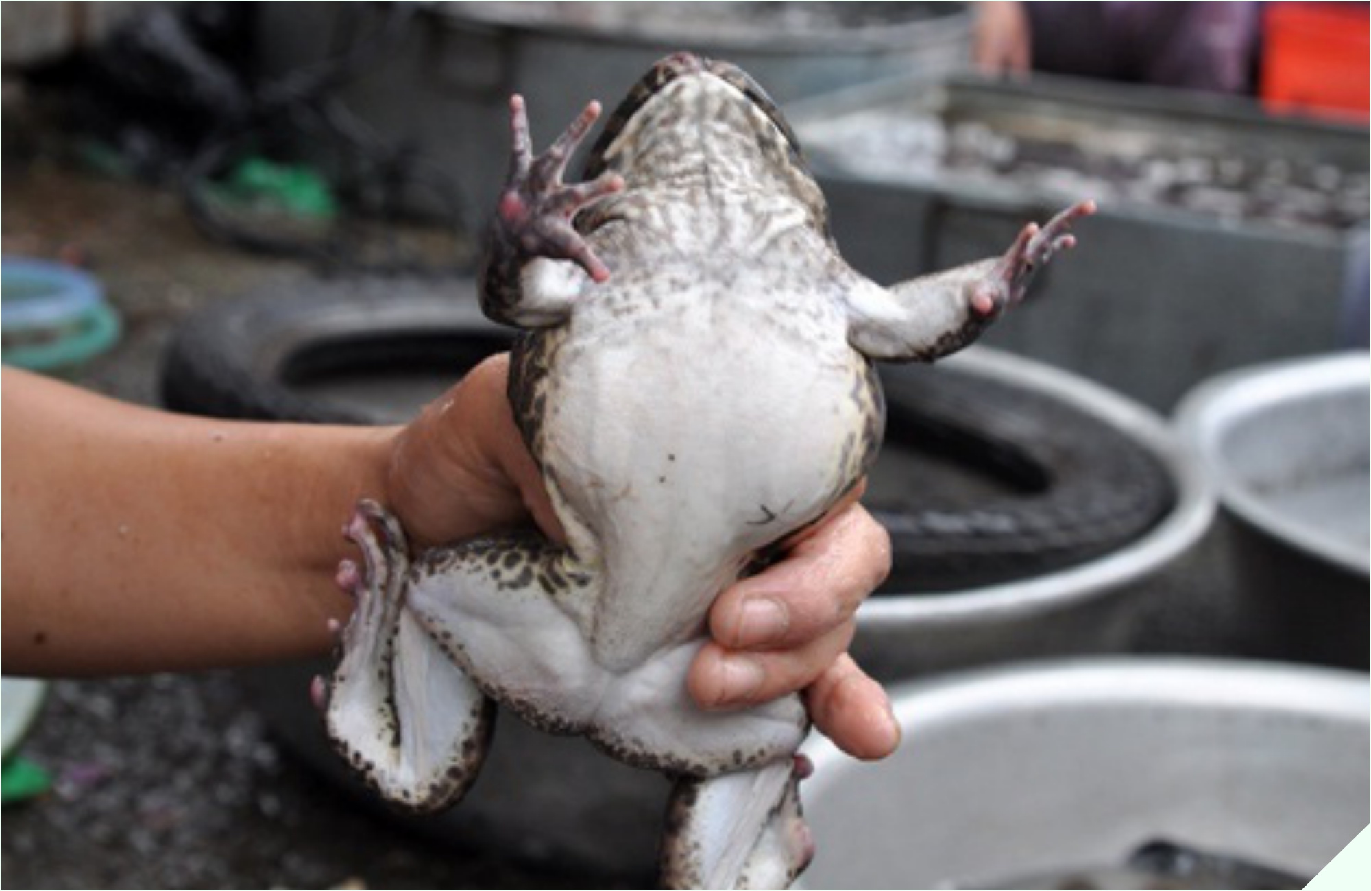 Đi chợ gặp loại thịt được ví như “vị thuốc mùa đông” mua về nấu cùng quả dài ngoằng thành món cay cay, lớn nhỏ đều ăn “thun thút” - 5