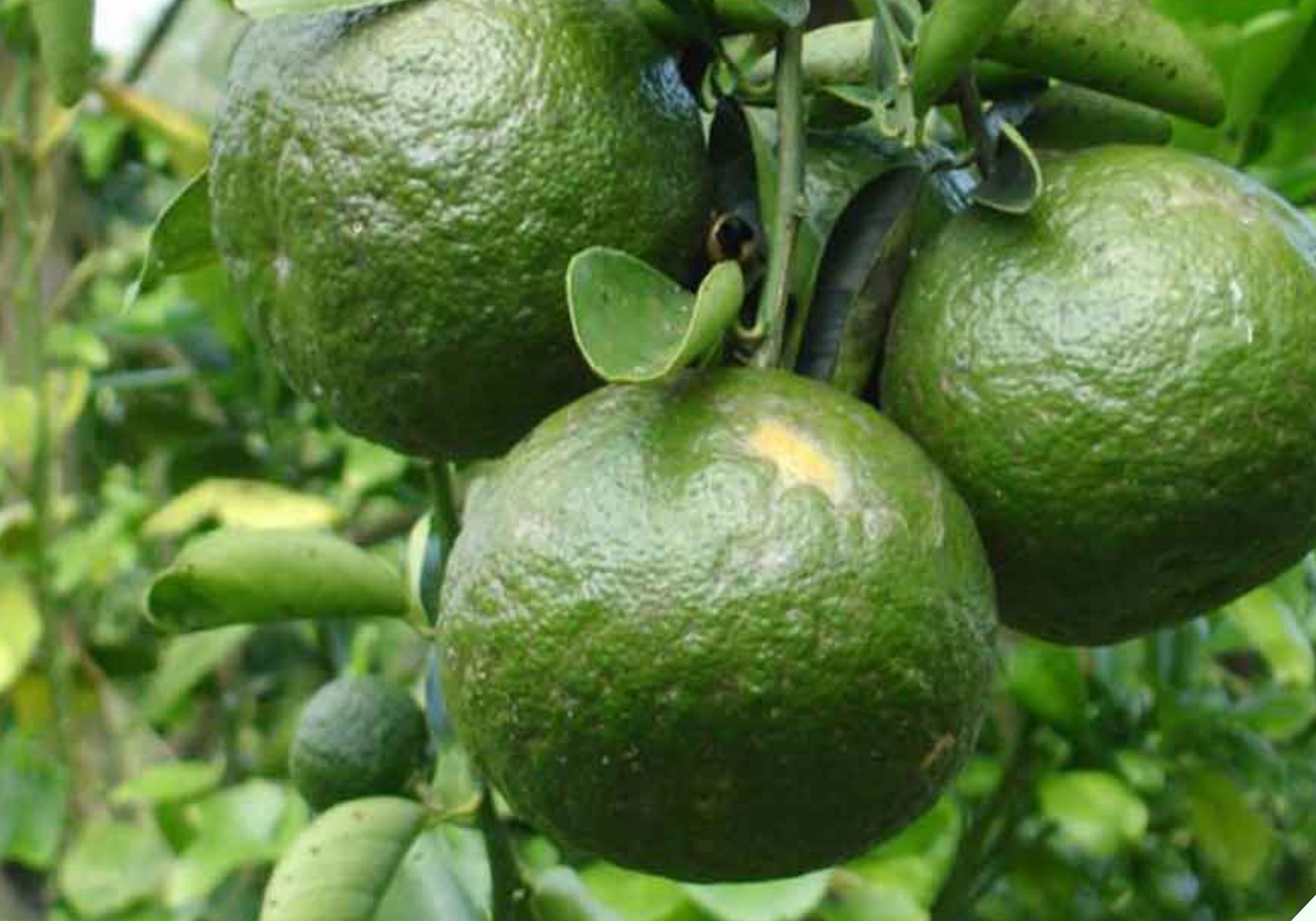 Chủ sạp hoa quả tiết lộ bí quyết chọn cam ngon, nhớ kỹ 5 điều này lấy chọn quả nào cũng ngọt lịm tim - 4