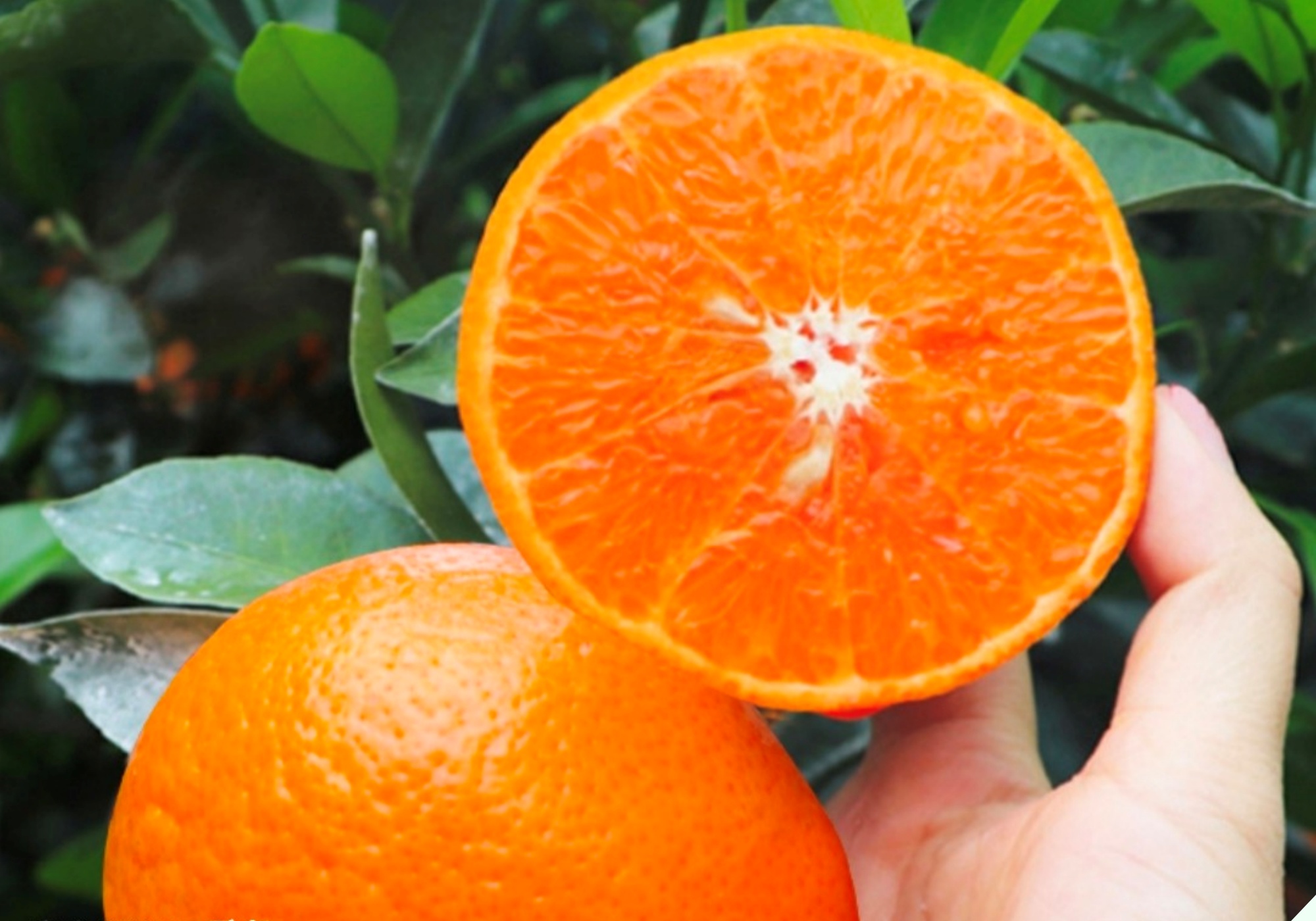 Chủ sạp hoa quả tiết lộ bí quyết chọn cam ngon, nhớ kỹ 5 điều này lấy chọn quả nào cũng ngọt lịm tim - 2