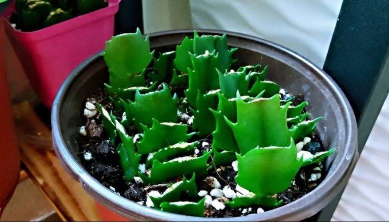 5 loại hoa cực dễ sống, cứ thấy đất là bén rễ, mùa đông cũng trồng được - 10