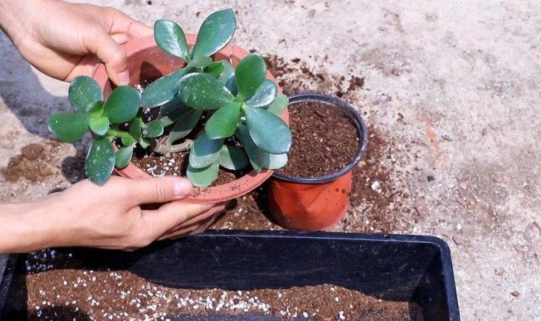 5 loại hoa cực dễ sống, cứ thấy đất là bén rễ, mùa đông cũng trồng được - 8